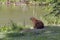 Capybara closeup at the edge of water