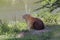 Capybara closeup at the edge of water