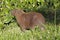 Capybara closeup at the edge of water