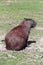 Capybara closeup at the edge of water