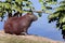 Capybara closeup at the edge of water