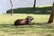 Capybara closeup at the edge of water