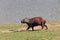 Capybara closeup at the edge of water