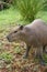 Capybara confused