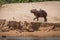 Capybara crossing sand with bird on back