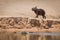 Capybara crossing sandbank with bird on head