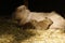 Capybara with cubs.