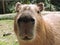 Capybara Cuteness