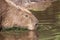 Capybara drinking