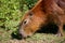 Capybara eating