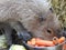 Capybara eating