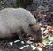 Capybara eating