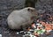 Capybara eating