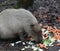 Capybara eating