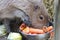 Capybara eating