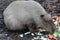 Capybara eating