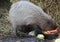 Capybara eating