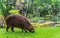 Capybara eating colorful green grass in a park.