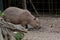 Capybara eating at the eco-park. The Capybara Hydrochoerus hydrochaeris is a large hollow rodent native to South America