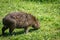 Capybara eating grass on the river bank