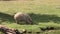 Capybara eating grass at sunny summer day. Hydrochoerus hydrochaeris