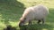 Capybara eating grass at sunny summer day. Hydrochoerus hydrochaeris