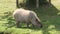 Capybara eating grass at sunny summer day. Hydrochoerus hydrochaeris