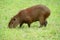 Capybara eating green grass