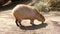 Capybara eating something under the sun