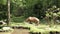 Capybara eats food in an open-air cage in a zoo