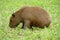 Capybara eats grass