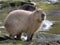 Capybara at the edge of a pond