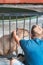 Capybara enjoys socializing with a man, a young man stroking a capybara through the bars at the zoo