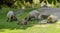 Capybara family grazing