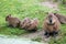 Capybara family, mother and her four cubs