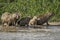 Capybara family in the Pantanal