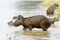 Capybara family wading in river,