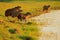 Capybara, family with youngs, biggest mouse in water with evening light during sunset, Pantanal, Brazil. Wildlife scene from natur