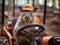 Capybara farmer drives tiny tractor