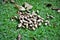 Capybara feces on grass in the park on sunny day