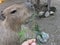 Capybara feeding in open zoo