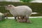 Capybara feeds its young