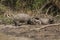 Capybara Female and Male (Scent Gland) on Mudbank