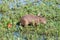 Capybara with flycatcher