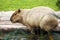 Capybara goes swimming