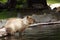 Capybara goes swimming