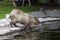 Capybara goes swimming
