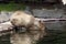Capybara goes swimming