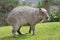 Capybara on grass