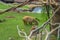Capybara Grazing on Grass
